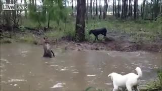 实拍:德国獒犬与袋鼠打架,头被袋鼠强按水中 -